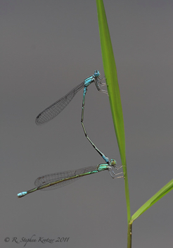 Enallagma traviatum, tandem pair